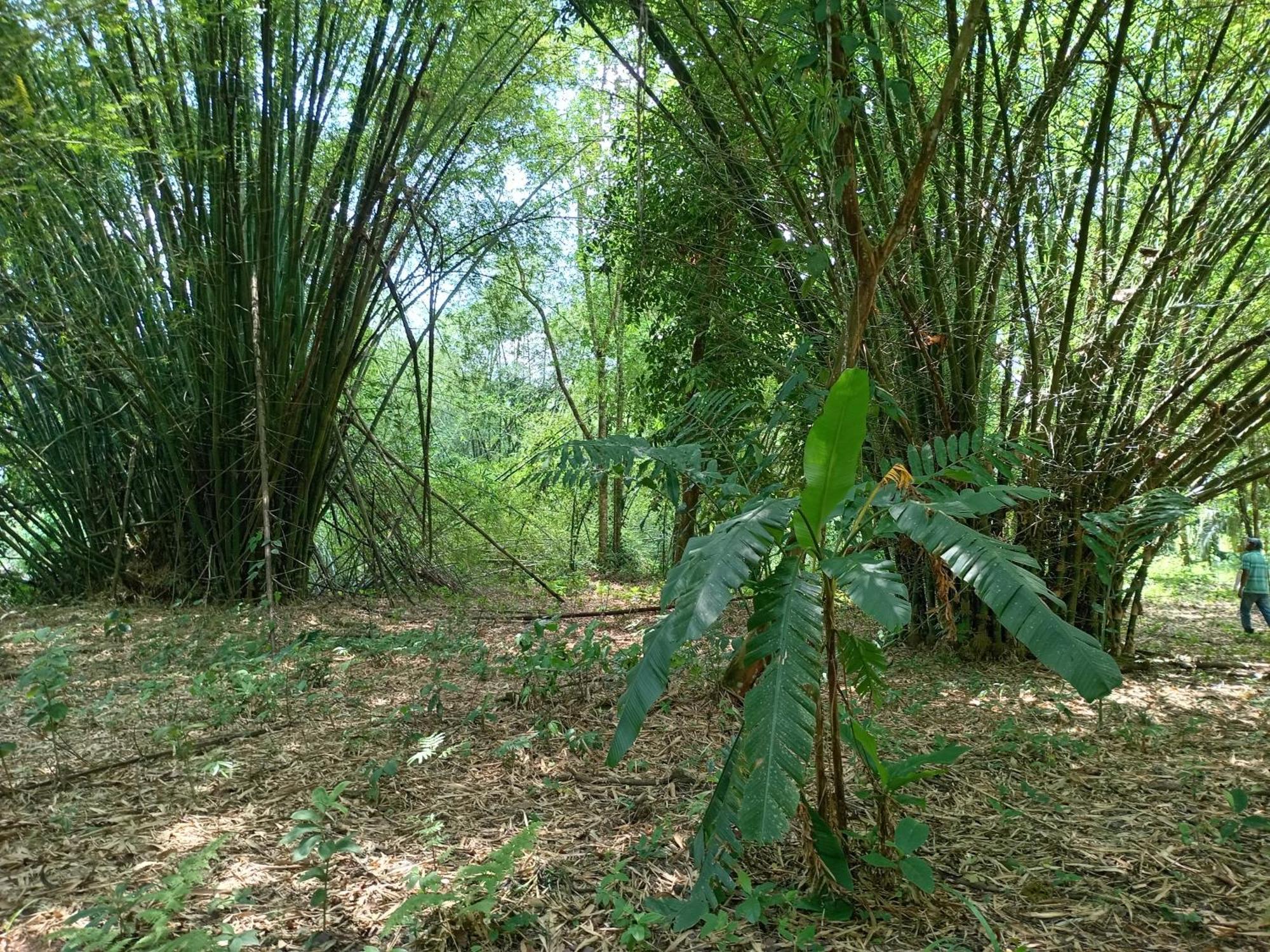 Glamping Naioth Apartment Guapiles Room photo